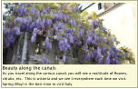 Beauty along the canals As you travel along the various canals you will see a multitude of flowers, shrubs, etc.  This is wisteria and we see it everywhere each time we visit.  Spring (May) is the best time to visit Italy.